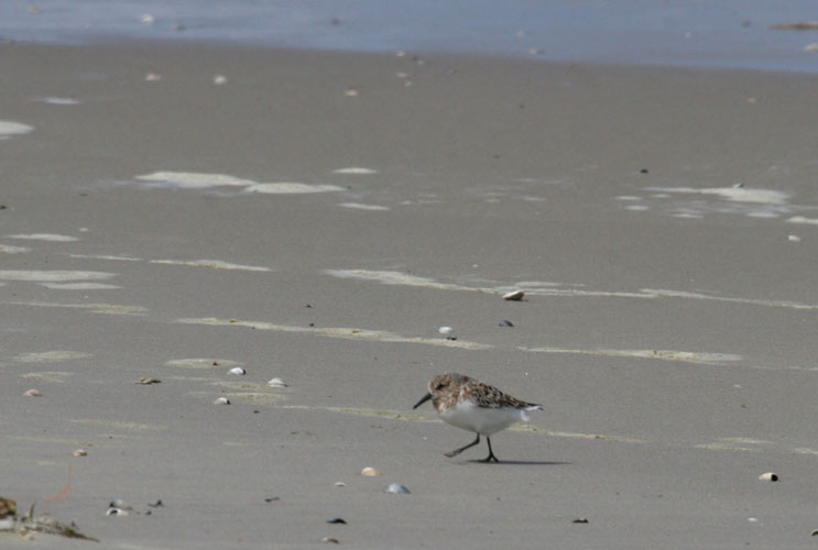 vlieland_20060530_422