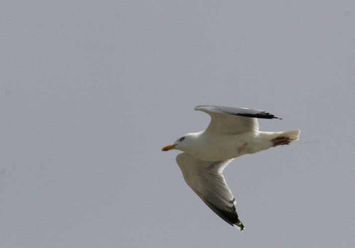 vlieland_20060530_441