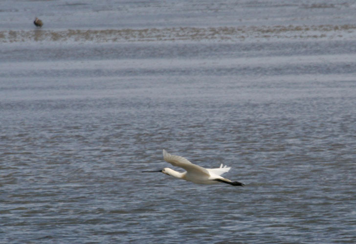 vlieland_20060530_480