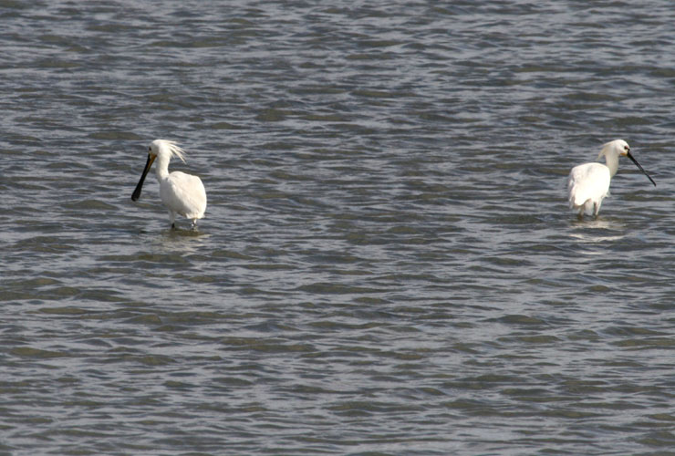 vlieland_20060530_485