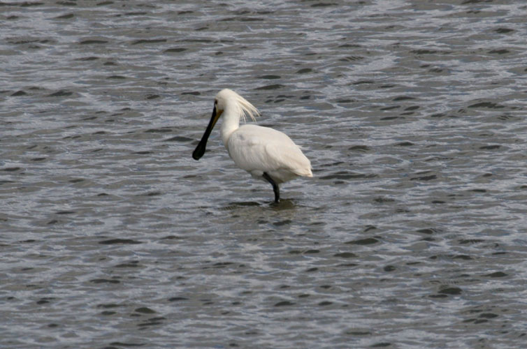 vlieland_20060530_490