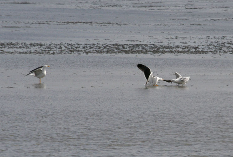 vlieland_20060530_497