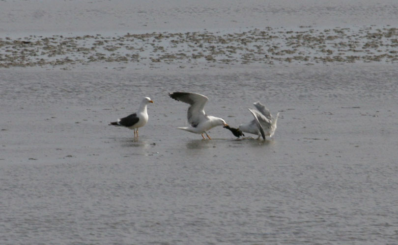 vlieland_20060530_498