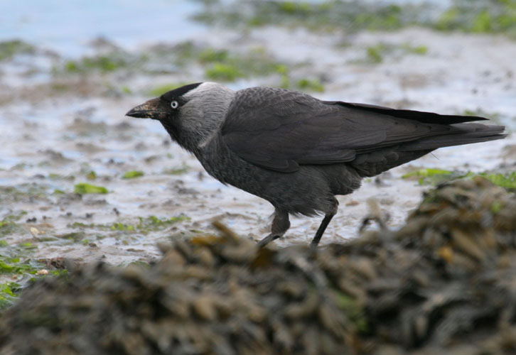 vlieland_20060531_529