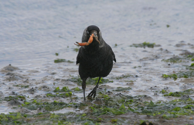 vlieland_20060531_536