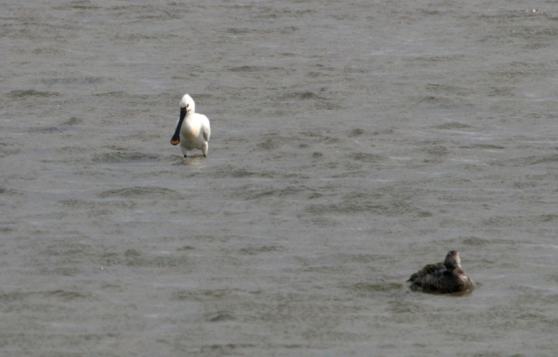 vlieland_20060531_558