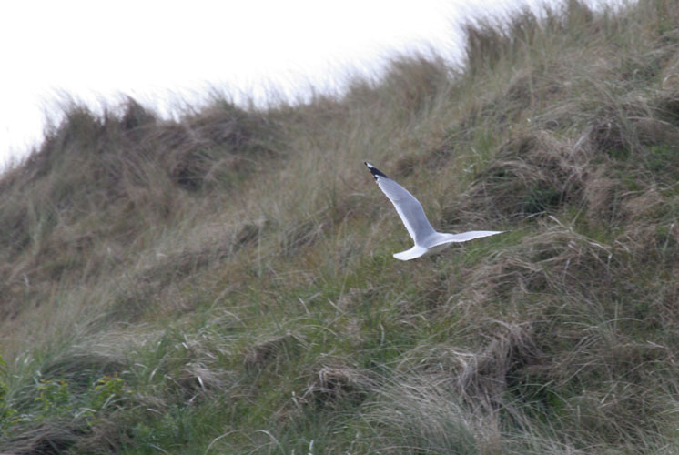 vlieland_20060531_563