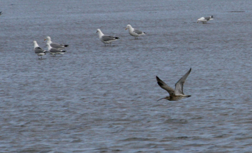 vlieland_20060531_579