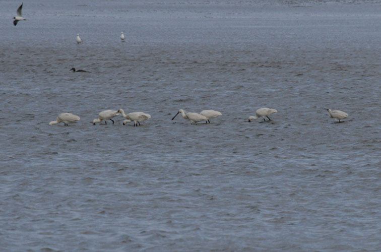 vlieland_20060531_583