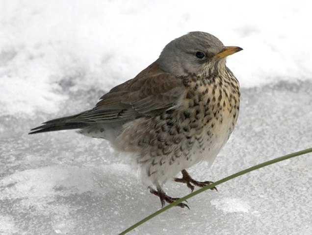 kramsvogel2