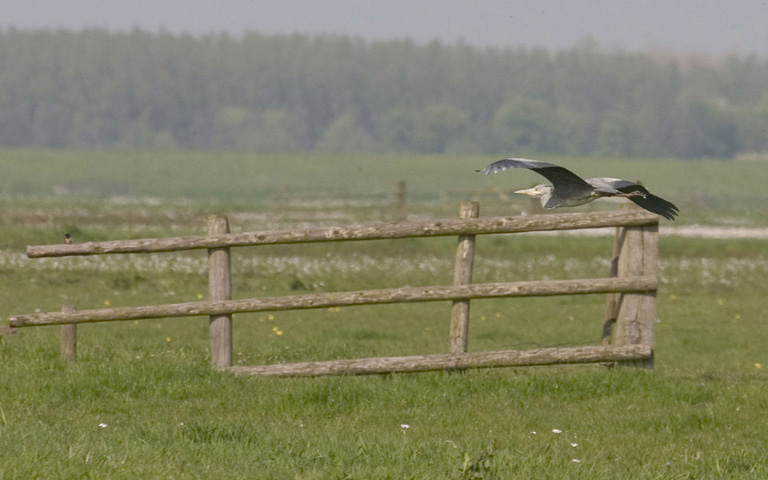 reiger hek