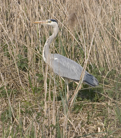 reiger