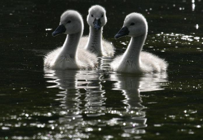 trio