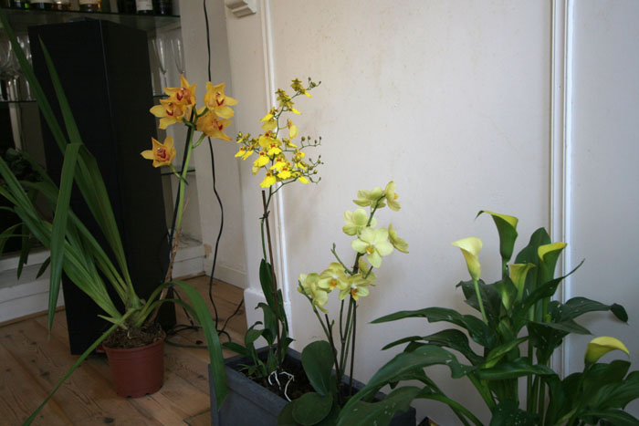 orchidee_20060514_0070