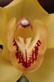 orchidee_20060514_0015