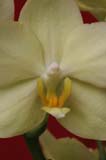 orchidee_20060514_0019