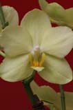 orchidee_20060514_0020